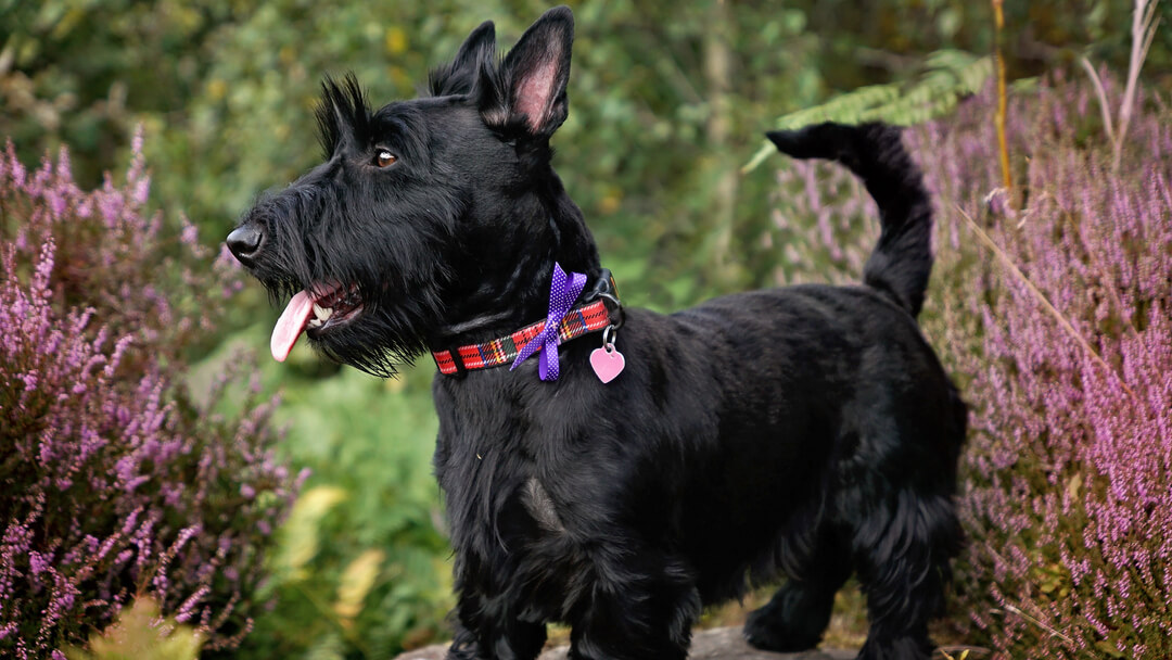 Gaelic for black dog new arrivals